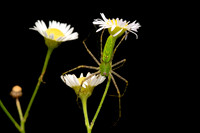 Green Lynx Spider