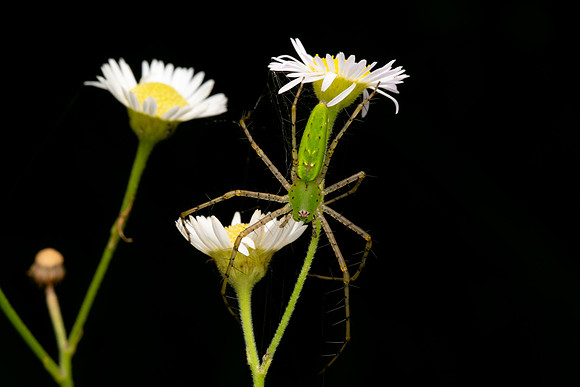 Green Lynx Spider
