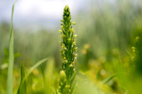Waterspider Bog Orchid