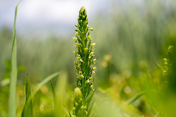 Waterspider Bog Orchid