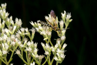 Five-banded Thyniid Wasp