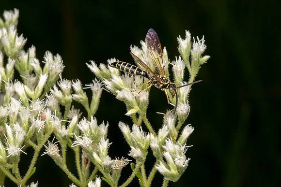 Five-banded Thyniid Wasp