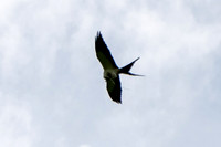 Swallow-tailed Kite with Rough Greensnake