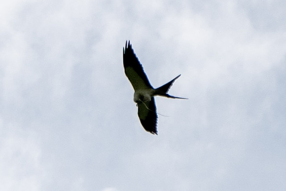 Swallow-tailed Kite with Rough Greensnake