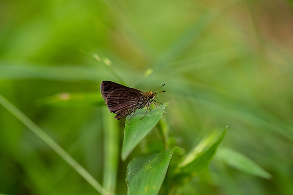 Dun Skipper