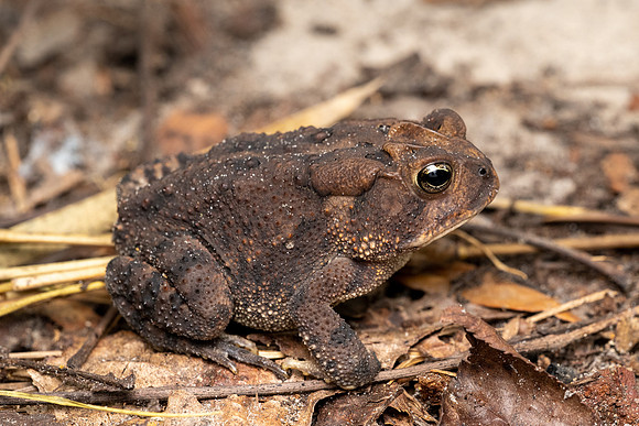 Southern Toad