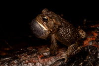 Southern Toad