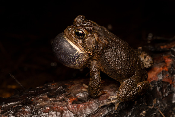Southern Toad