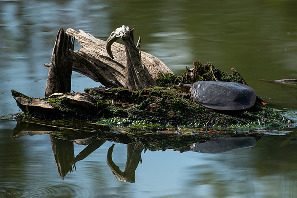 Florida Softshell