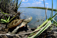 Diamondback Terrapin