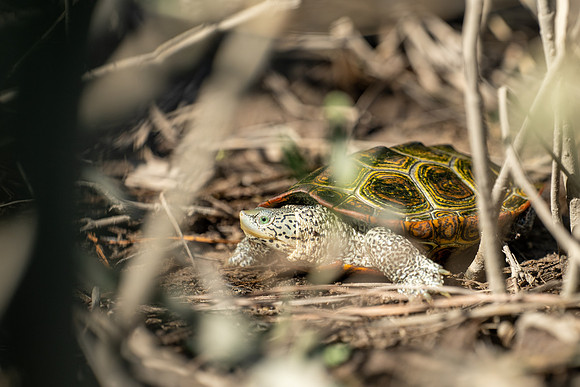 Diamond-backed Terrapin