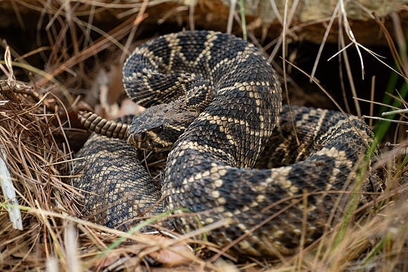 Eastern Diamondback Rattlesnake