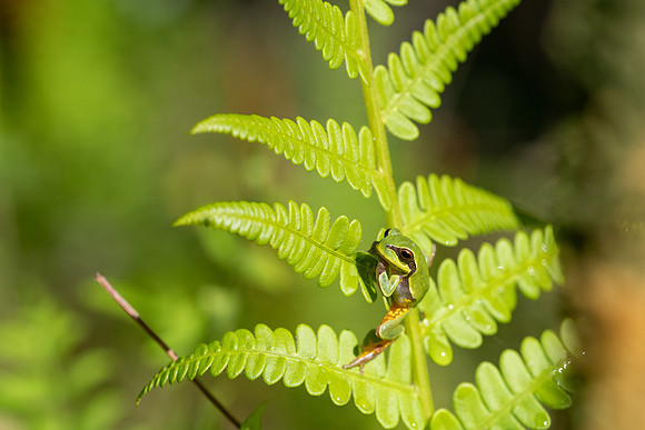 Pine Barrens Treefrog