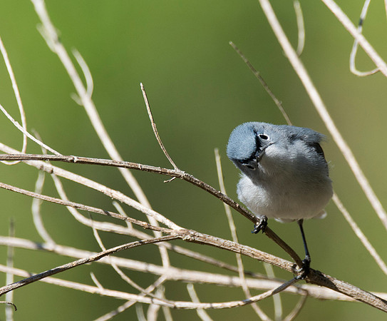 Blue-gray Gnatcatcher