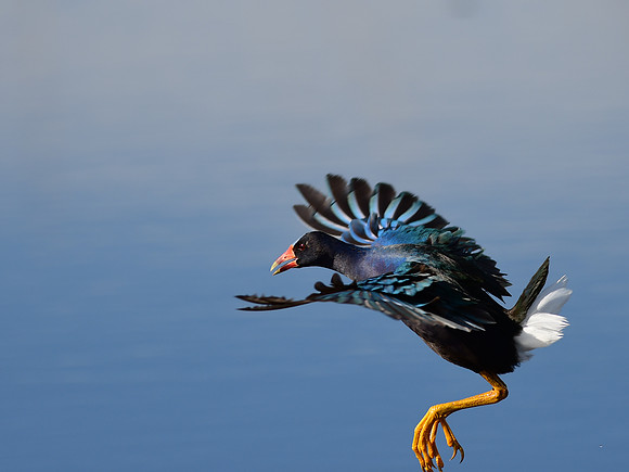 Purple Gallinule