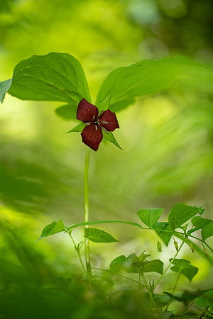 Vasey's Trillium
