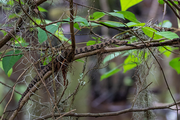 Brown Watersnake