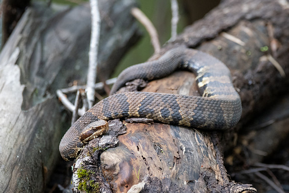 Cottonmouth