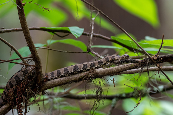 Brown Watersnake