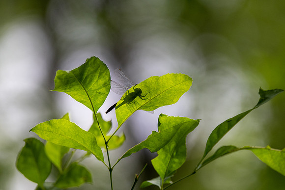 Dragonfly In the leaves