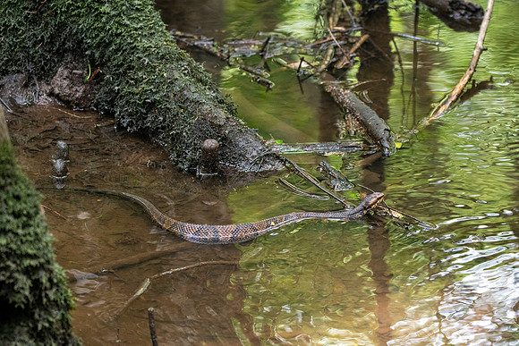 Cottonmouth