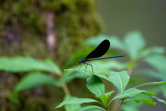 Ebony Jewelwing