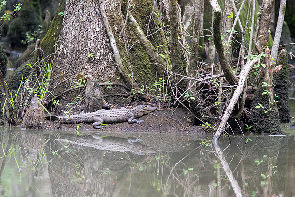American Alligator