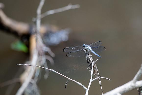 Great Blue Skimmer