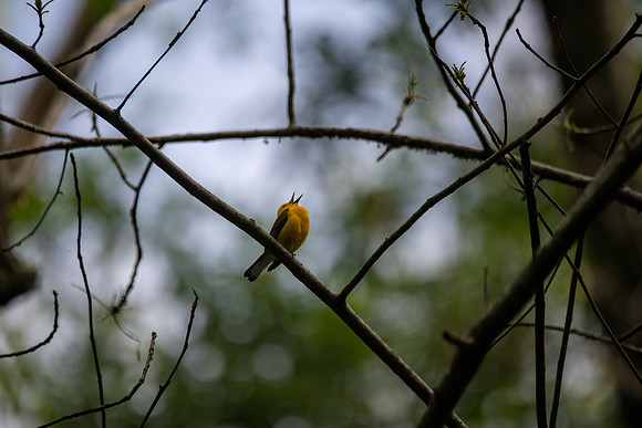 Prothonotary Warbler