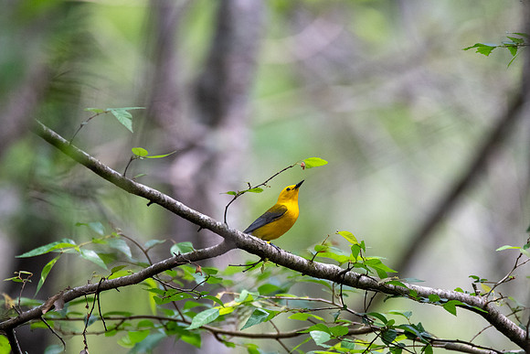 Prothonotary Warbler