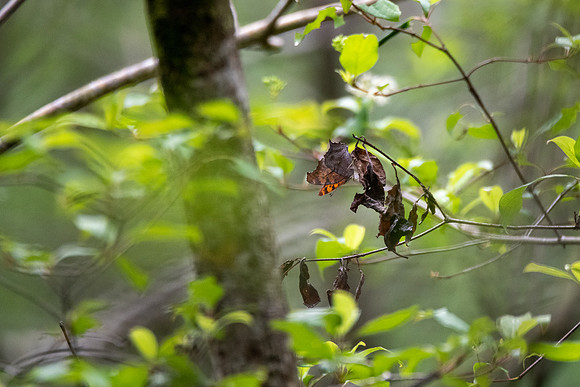 Question Mark Butterfly