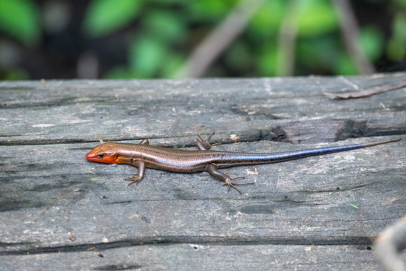 Broad-headed Skink