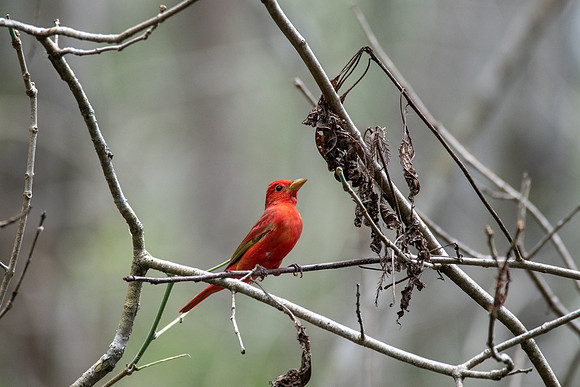 Summer Tanager