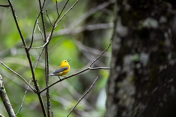 Prothonotary Warbler