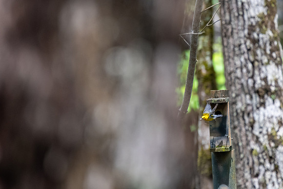 Prothonotary Warbler