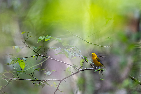 Prothonotary Warbler