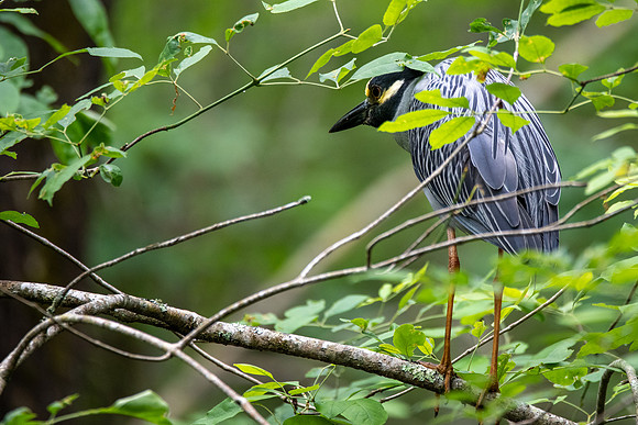 Yellow-crowned Night Heron