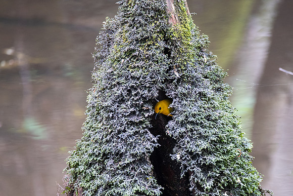 Prothonotary Warbler