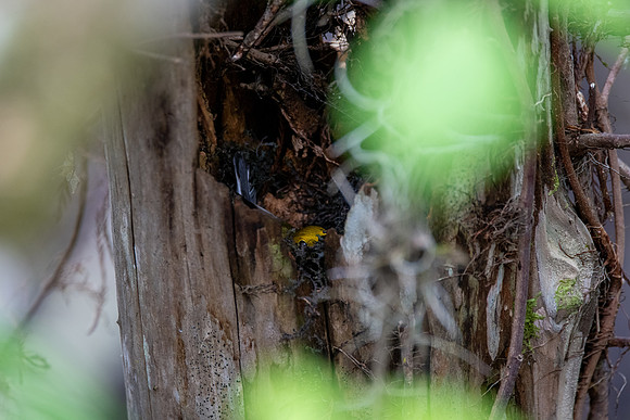Prothonotary Warbler