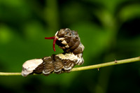 Giant Swallowtail