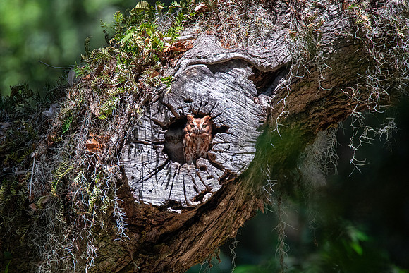 Eastern Screech Owl Nest