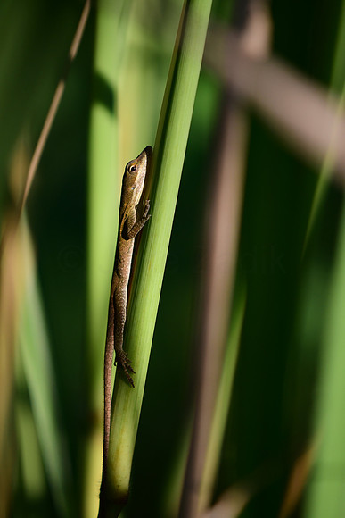 Carolina Anole
