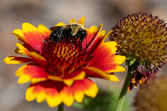 Common Eastern Bumblebee