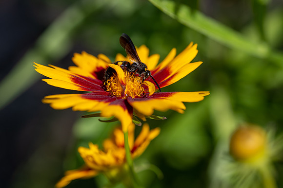 Scoliid Wasp