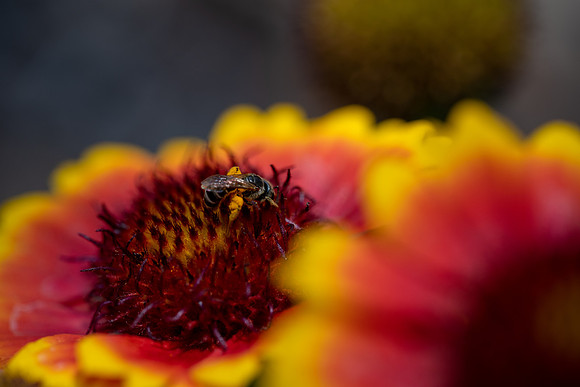 Furrow Bee