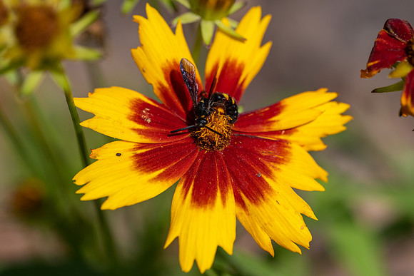 Scoliid Wasp