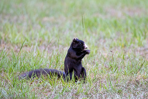 Fox Squirrel