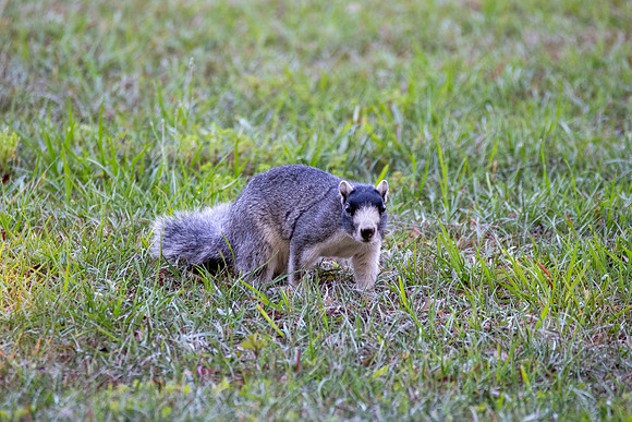 Fox Squirrel