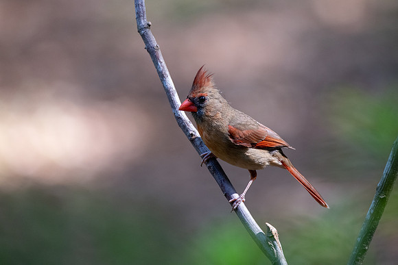 Northern Cardinal