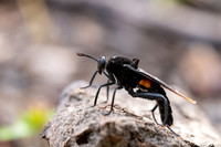 Clubed Mydas Fly